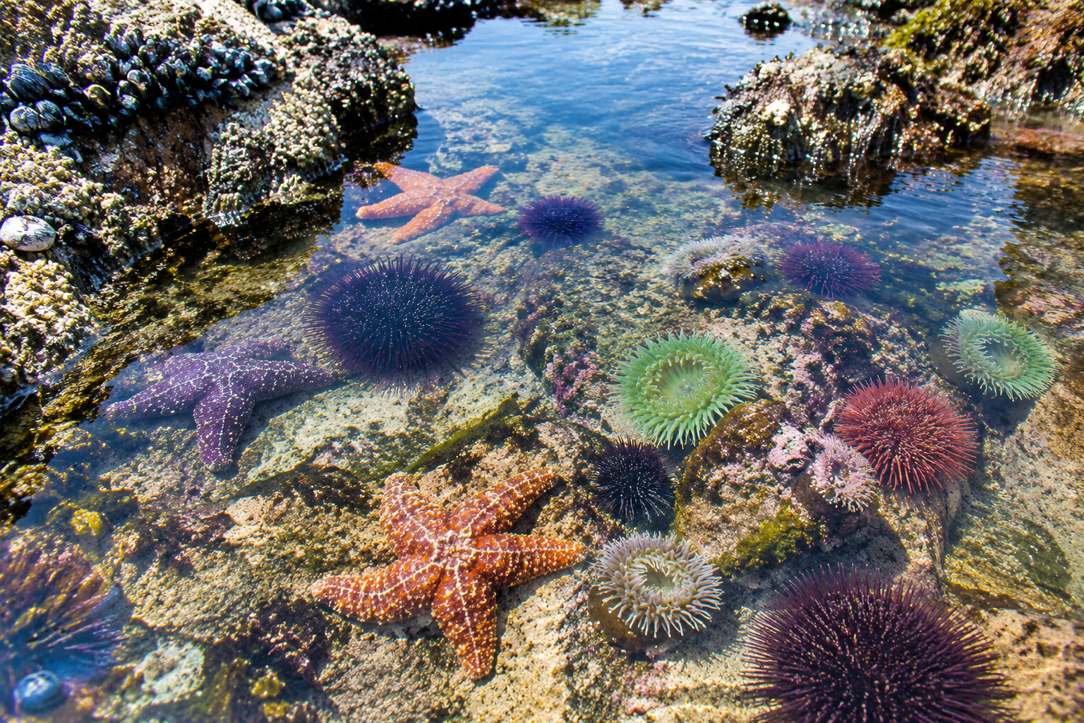 Touch pool with sea stars, sea urchins and anemones in shallow water